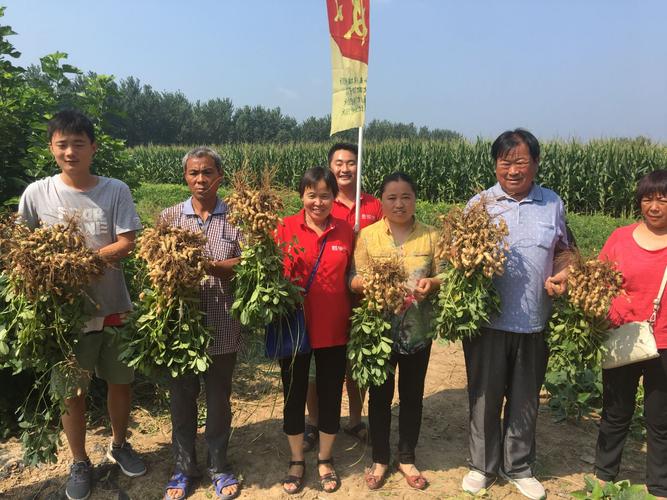 2017年淮阳县春花生《芸乐收 保美乐》测产观摩会