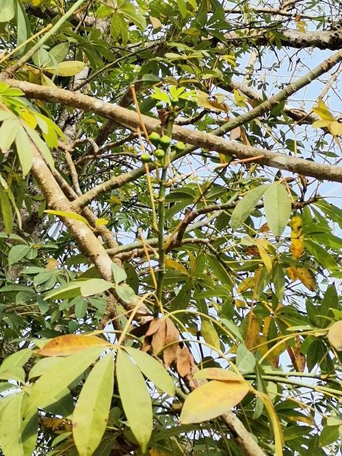 木棉花开 海南春早