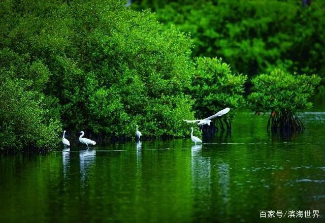 海南评选出10条"最美家乡河",海口市2条入选