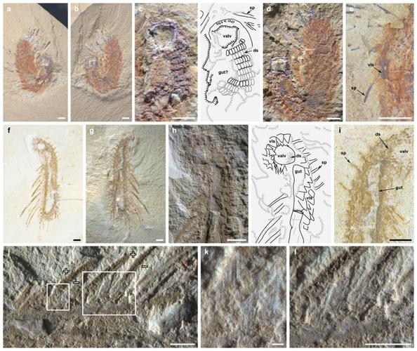澄江动物群奇异化石为担轮动物演化过程带来新启示