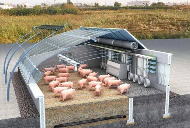阳光猪舍,该如何建设,建造成本多少?|养猪|猪栏|养殖