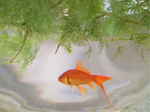 我和鱼儿的故事