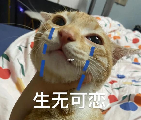 杠铃的专属表情包合集#大橘为重  #中华田园猫  #大橘表情包  #表情