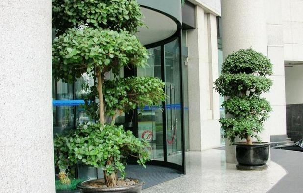 门口植物的风水宜忌_门口风水十大禁忌_门口植物的的1