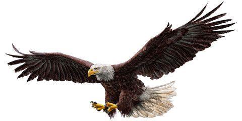 bald eagle flying draw and paint on white background vector