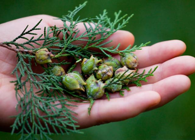 柏树种子的功效与作用柏树籽的作用有哪些