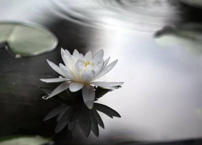 你不知道,这些花在古代的名字有多美