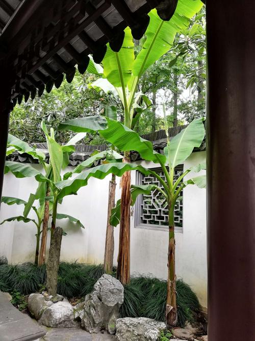 可与苏州园林媲美_曲水园