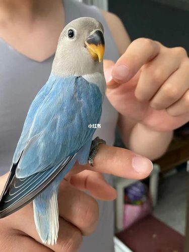 合法牡丹鹦鹉松石基因蓝闪派公_松石_鹦鹉_牡丹_断奶