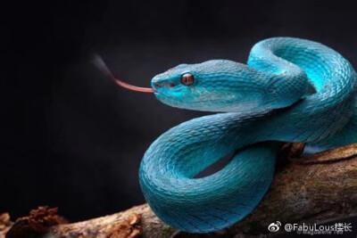 海岛竹叶青丨图源水印