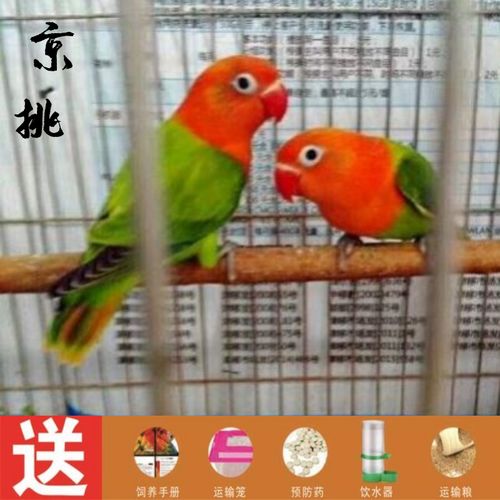 牡丹鹦鹉活体宠物鸟活体中小型说话鸟活体牡丹鹦鹉虎皮鹦鹉凤鹦鹉活体