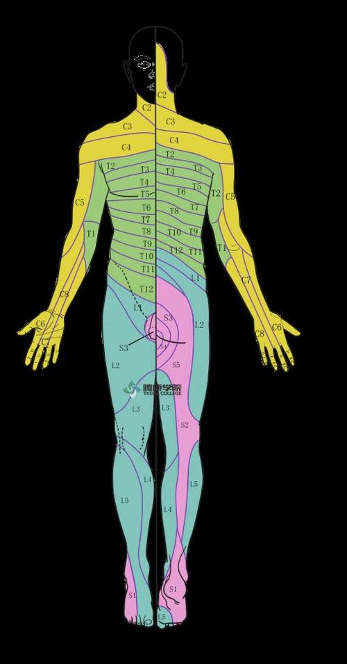 脊神经全面学习,高效诊疗!超值6折 预售