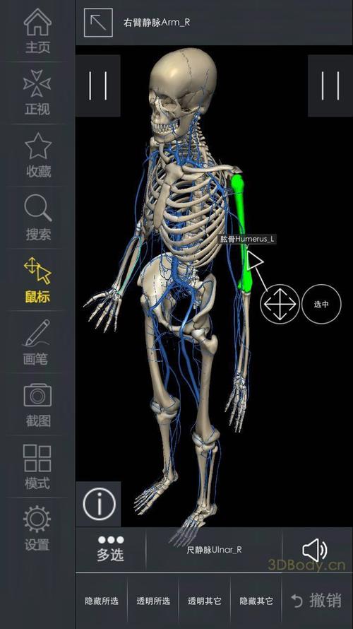 3dbody一款严肃的人体解析app胆小慎入