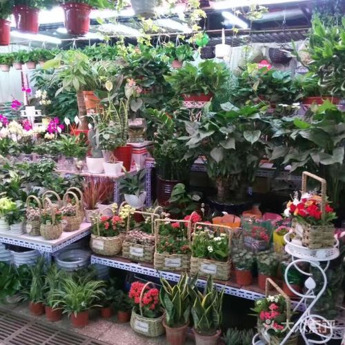 中蔬大森林花卉市场图片-北京花店-大众点评网