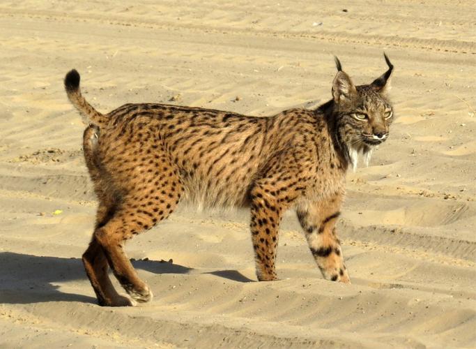 iberian lynx in do09ana