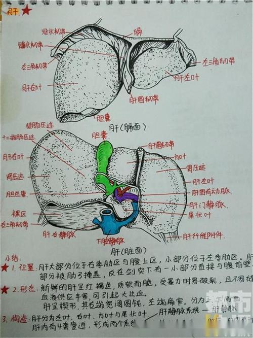 大二女生手绘解剖图 笔记走红