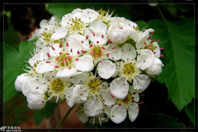 山楂花