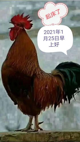 制作2021月份早上好图片