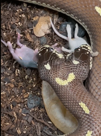 各吃各的!他发了段"双头蛇吃老鼠"视频