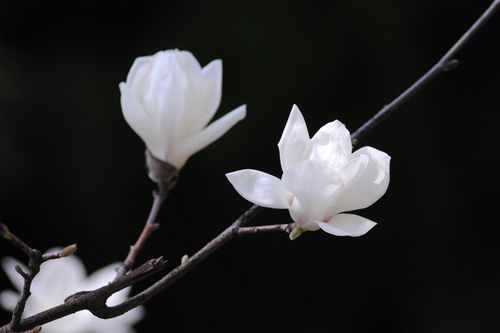 玉兰花
