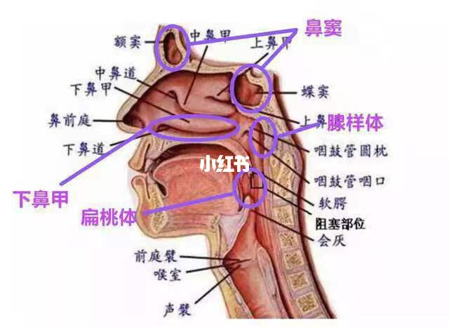 鼻炎_血液循环_鼻窦炎_过敏性鼻炎_咽喉炎_医疗健康_医疗健康其他