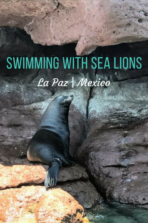 swimming with sea lions in mexico – isla espiritu santo tour