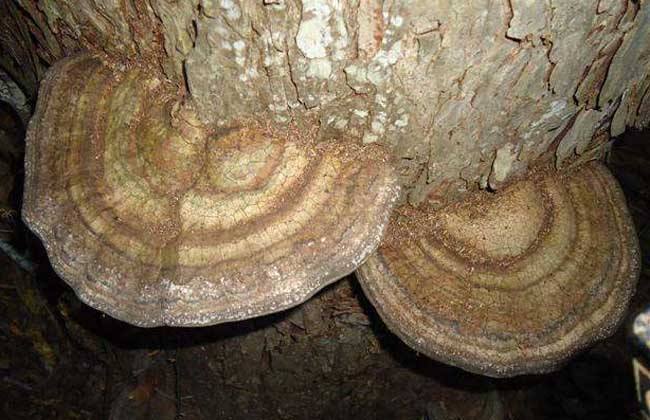 龙眼树长的很像灵芝的,这是什么可以吃吗?