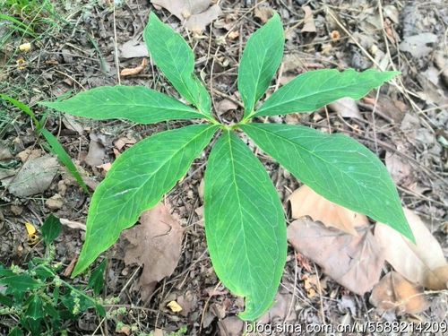 91.【中药植物园】虎掌(11)