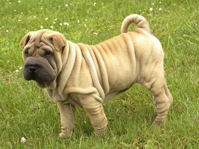 中国沙皮犬