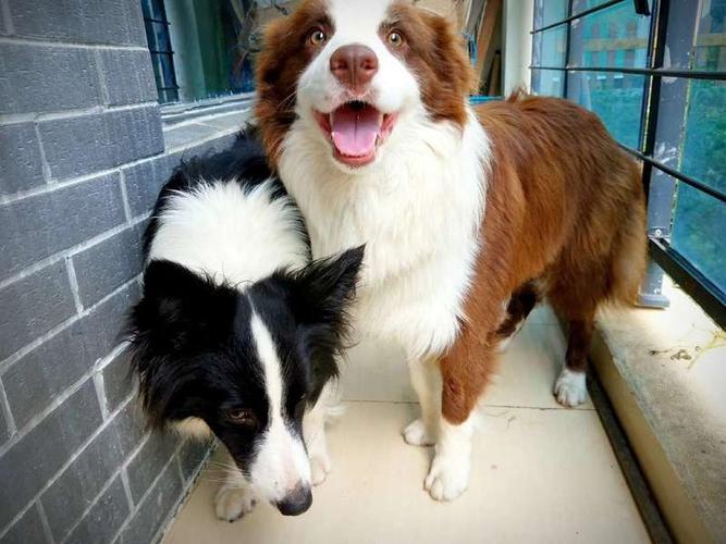 高价寻咖啡色公边牧