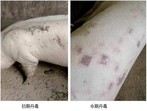 猪丹毒与常见猪病的症状鉴别