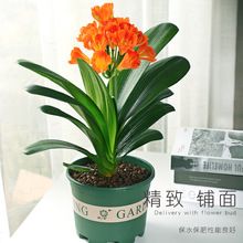 圆头君子兰盆栽带花苞四季老苗室内净化空气和尚短叶元宝花卉植物