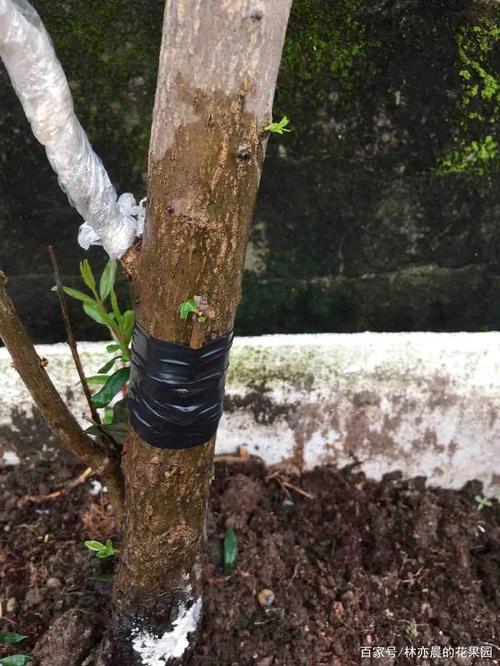 石榴树嫁接时间和方法