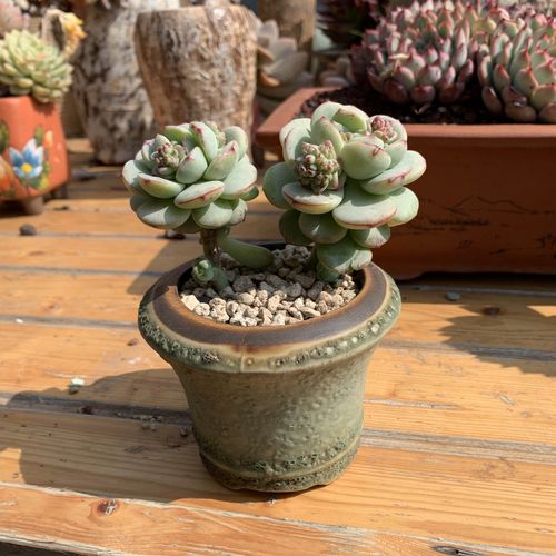 香草多肉植物多头整桩云南控养精品不占空间多肉植物