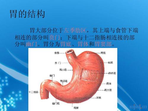 胃分为胃底,胃体和胃窦部.