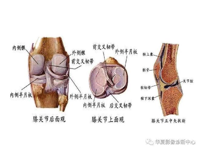 交叉韧带解剖及损伤的mri诊断