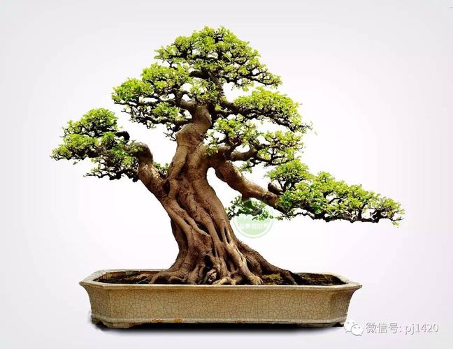 家有风水树,"榕"华又富贵!