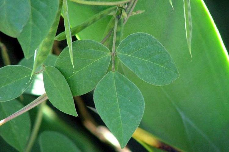 三出复叶,叶片大,绿色或暗绿色.总状花序,在叶腋的短花梗