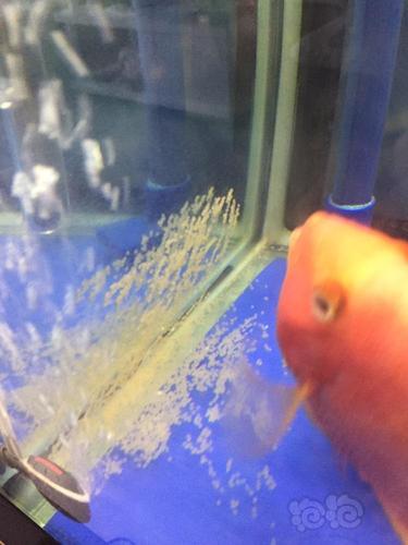 【龙鱼】小鱼产卵了…各位鱼油来帮忙看看