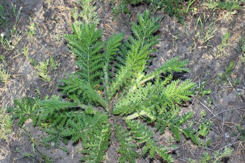 向海翻白草(三)