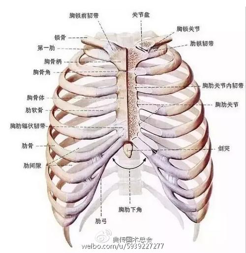 典传国术开关节之开肋