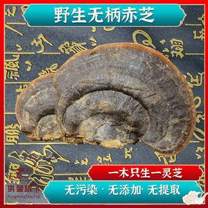 灵芝野生树舌灵芝 赤灵芝无柄灵芝云南深山采摘赤灵芝煲汤煮水