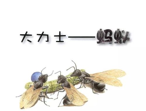 【九州幼儿园】语言领域绘本故事《大力士——蚂蚁》