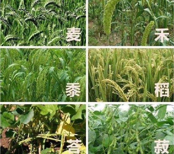 曾经为五谷的植物