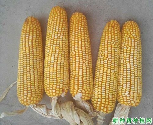 青青009玉米品种好不好?