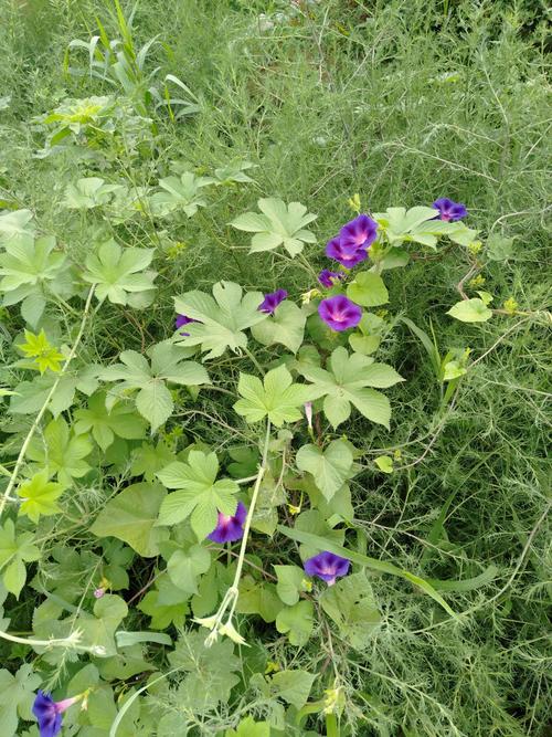 牵牛花好调皮,跑进了壁虎草里