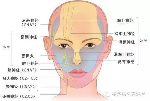 额区血管面颈部血管面部血管正面侧面观颞浅动脉和面动脉与眶上动脉