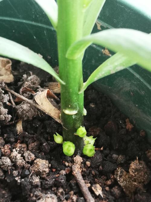 这是百合的珠芽吗?用不用弄掉