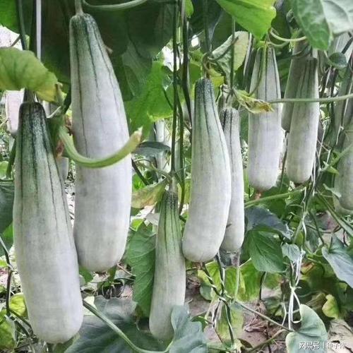 羊角蜜甜瓜种植方法和管理