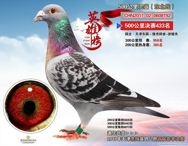 获奖鸽展示\决赛433名  名称 决赛433名 鸽主姓名 俊杰鸽舍-徐俊杰